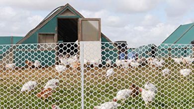 Photo of Reasons Why Getting a Chicken Fencing is a Great Idea