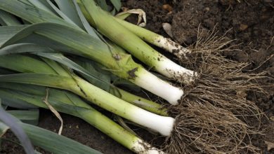 Photo of Leek Cultivation in India – Step by Step Guidelines