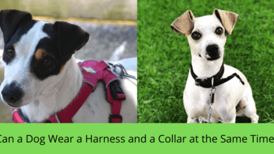 Photo of Can a Dog Wear a Harness and a Collar at the Same Time?