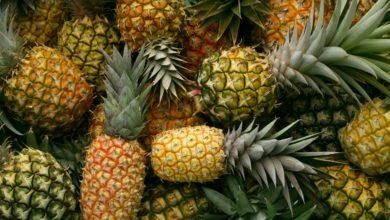 Photo of Pineapple Farming in India with Complete Specifications