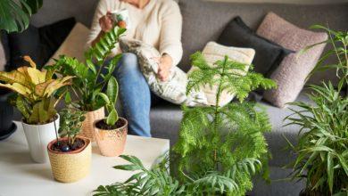Photo of 7 Best Indoor Plants And Know About Benefits Of Indoor Gardening