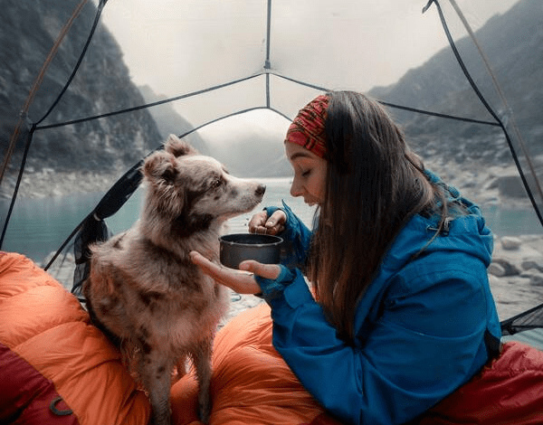 Travel with dog